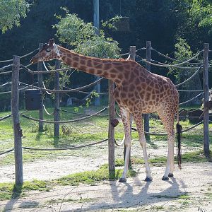 Kordofan giraffe (Giraffa camelopardalis antiquorum), 2022-09-12