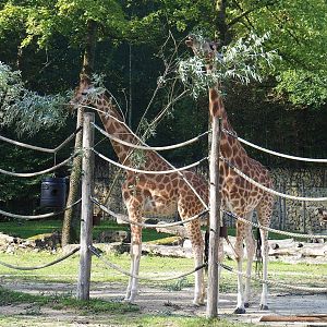 Kordofan giraffes (Giraffa camelopardalis antiquorum), 2022-09-12