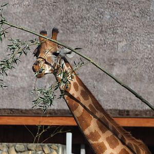 Kordofan giraffe (Giraffa camelopardalis antiquorum), 2022-09-12