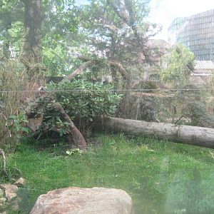 Berlin Zoo - Red panda exhibit