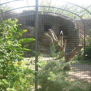 Berlin Zoo - Fish eagle aviary