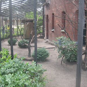 Berlin Zoo - Red junglefowl aviary