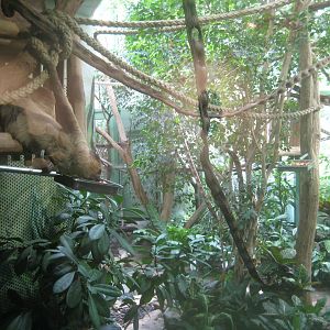 Berlin Zoo - Monkey house - Sloth/marmoset exhibit