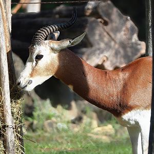 Mhorr gazelle (Nanger dama mhorr), 2022-09-12