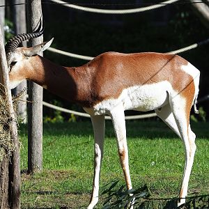 Mhorr gazelle (Nanger dama mhorr), 2022-09-12