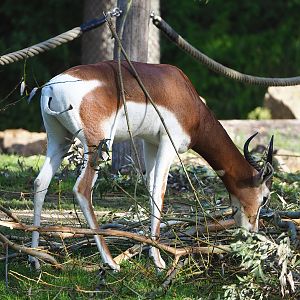 Mhorr gazelle (Nanger dama mhorr), 2022-09-12