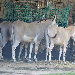 Somali wild ass (Equus africanus somaliensis), 2022-09-12