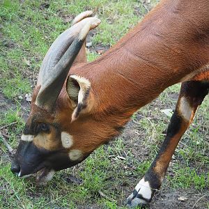 Mountain bongo (Tragelaphus eurycerus isaaci), 2022-09-12