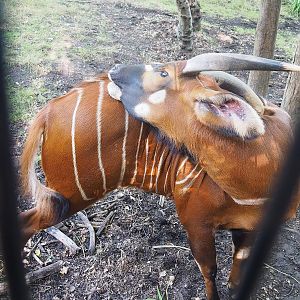 Mountain bongo (Tragelaphus eurycerus isaaci), 2022-09-12
