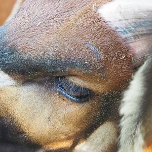 Mountain bongo (Tragelaphus eurycerus isaaci), 2022-09-12