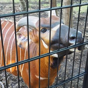 Mountain bongo (Tragelaphus eurycerus isaaci), 2022-09-12