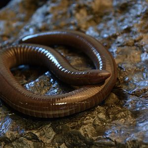 Mexican burrowing caecilian (Dermophis mexicanus)