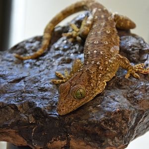 Smith's green-eyed gecko (Gekko smithii)