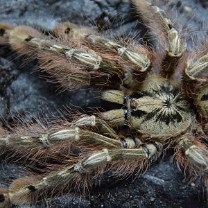 Featherleg baboon tarantula (Stromatopelma calceatum)