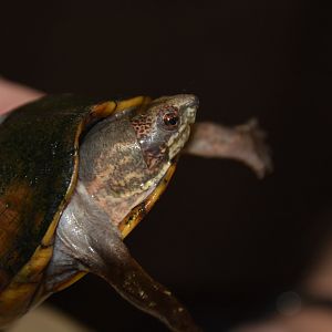 Southern white-lipped mud turtle (Kinosternon leucostomum postinguinale)