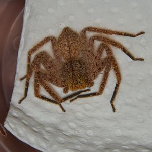 Pingtung huntsman spider (Heteropoda pingtungensis)