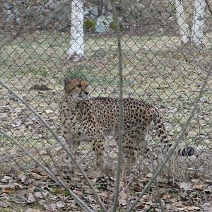 Tika (Cheetah)