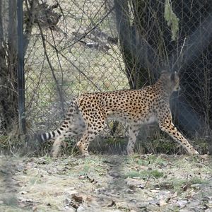 The smell of prey (Cheetah)