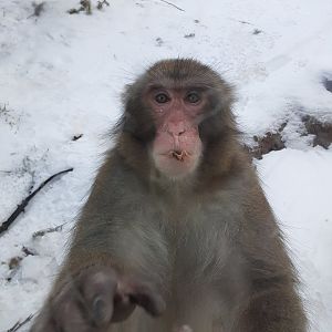 Japanese Macaque