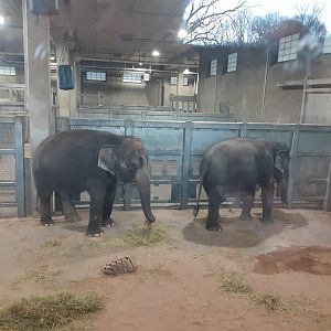 Asian Elephants