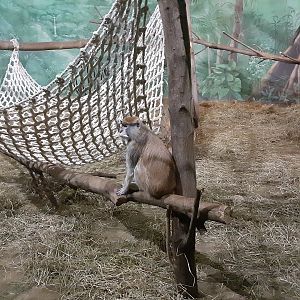 Patas Monkey