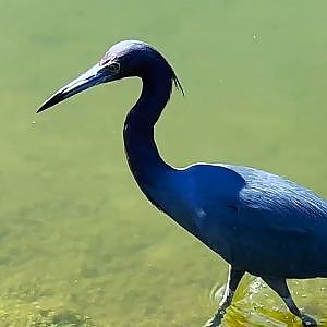 A Fishing Day For Mr. Carraway - YouTube