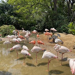 Lesser flamingo , Caribbean flamingo ,  Greater flamingo