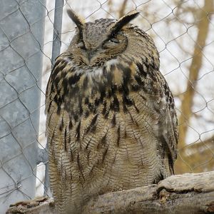 Eurasian eagle owl