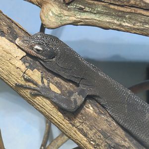 Black tree monitor