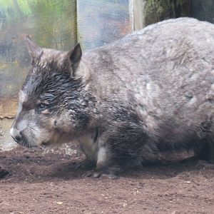 Southern hairy-nosed wombat