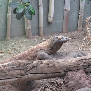 Komodo dragon