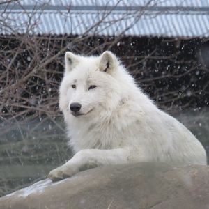 Arctic wolf