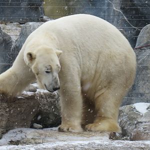 Polar bear
