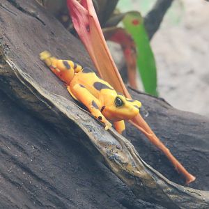 Panamanian golden frog