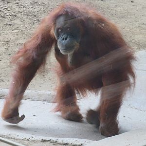 Sumatran orangutan