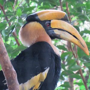 Great hornbill