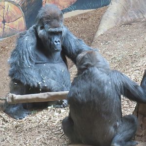 Western lowland gorillas