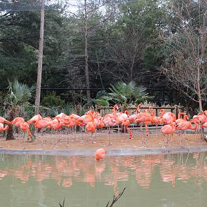 Caribbean Flamingo (Phoenicopterus ruber)