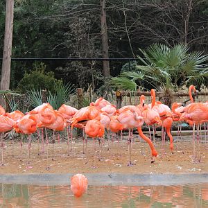 Caribbean Flamingo (Phoenicopterus ruber)