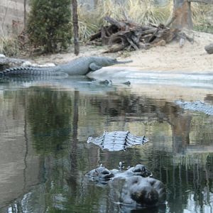 Gharial (Gavialis gangeticus)