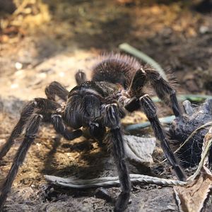 In Pursuit of Prey (ID this Tarantula?)