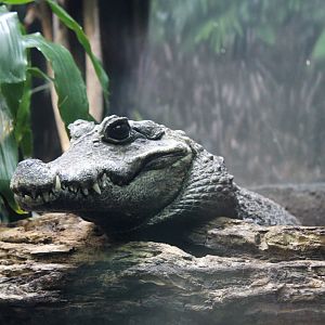 West African Dwarf Crocodile (Osteolaemus tetraspis)