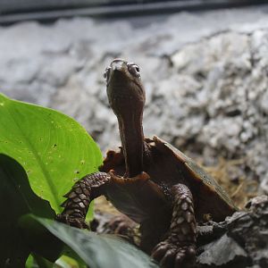 Black-breasted Leaf Turtle (Geoemyda spengleri)