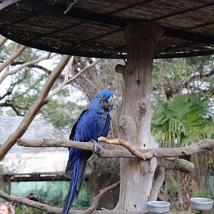 Hyacinth Macaw (Anodorhynchus hyacinthinus)