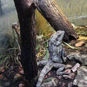 Frilled Lizard (Chlamydosaurus kingii)