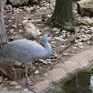 Sandhill Crane (Grus canadensis)