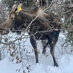 Moose - Alaska