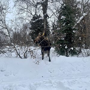 Moose - Alaska
