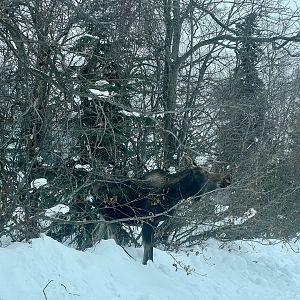 Moose - Alaska