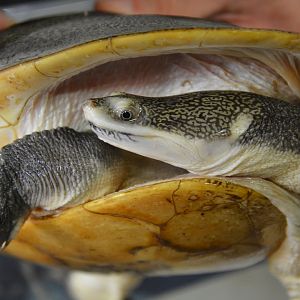 Parker's snake-necked turtle (Chelodina parkeri)